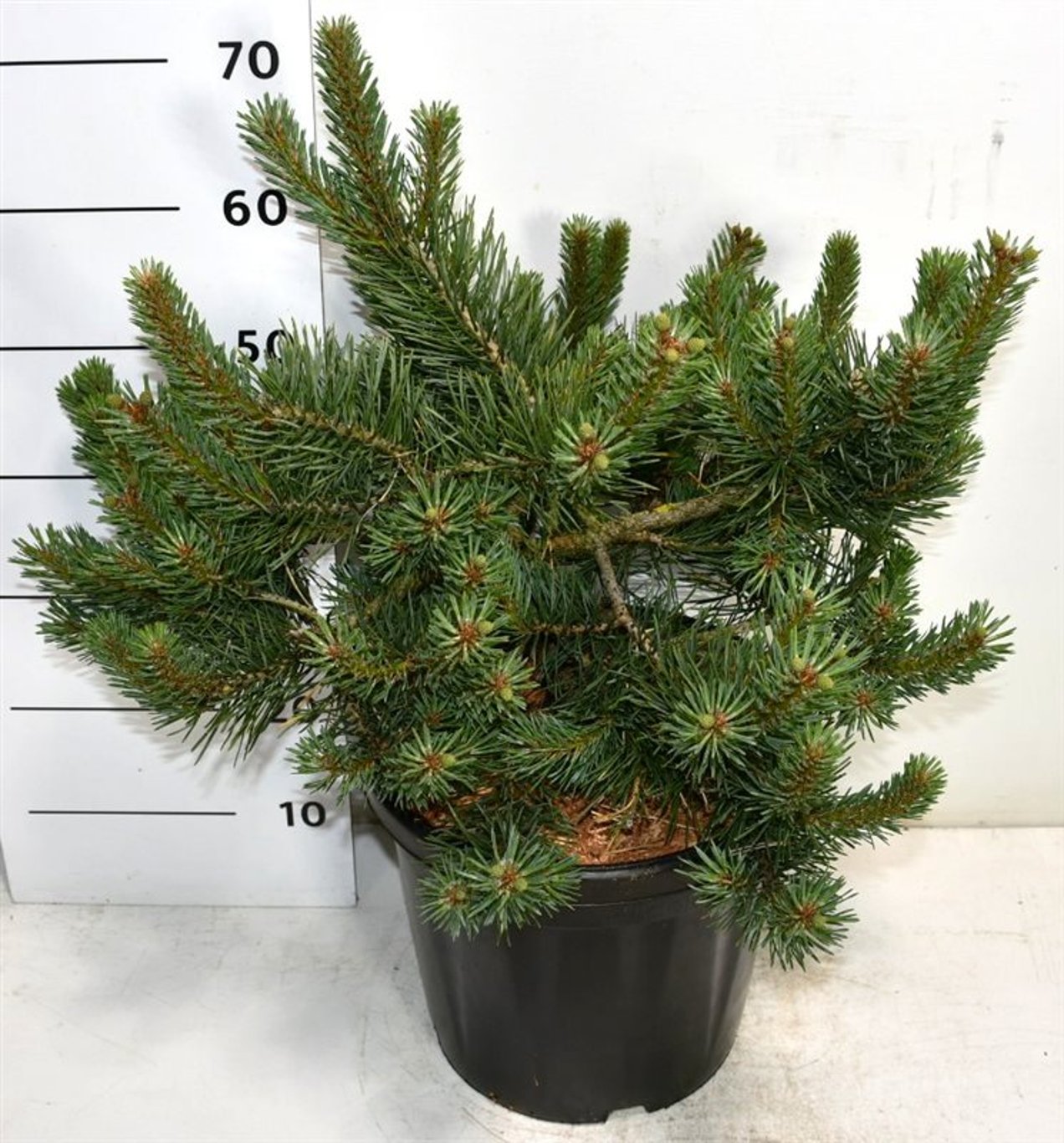 Pinus sylv. 'Albyns' - C20 40-50 CM